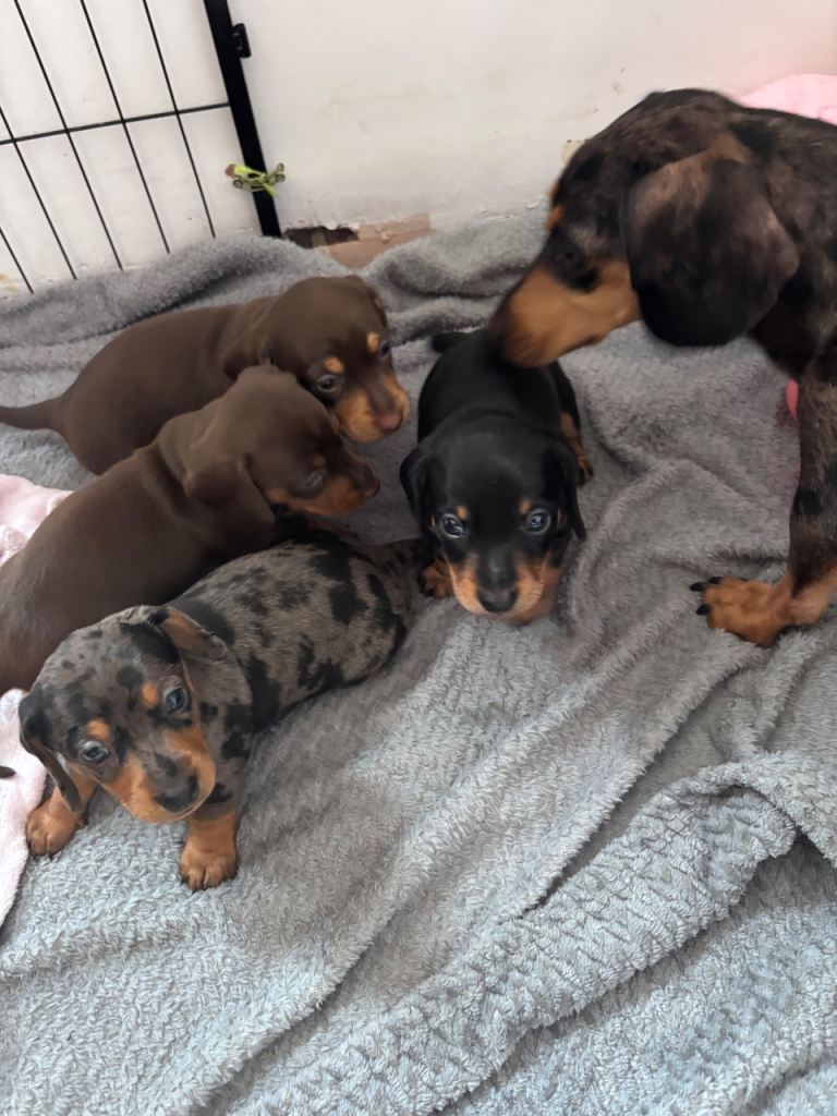 Dachshund pups 