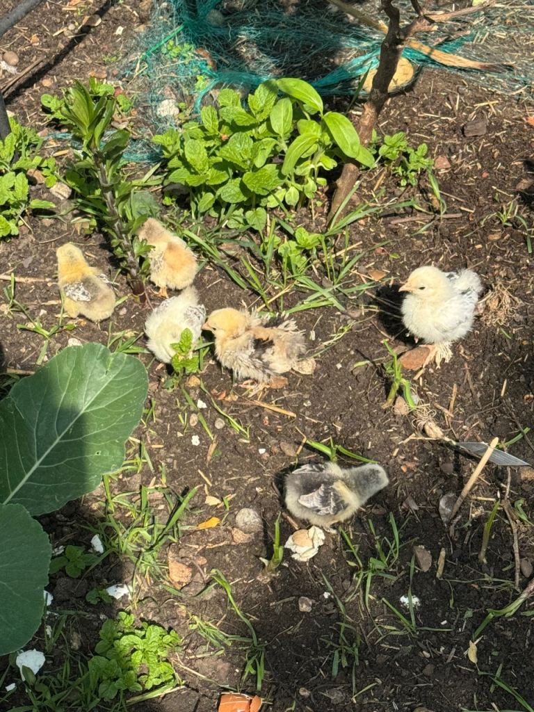 Chicks 