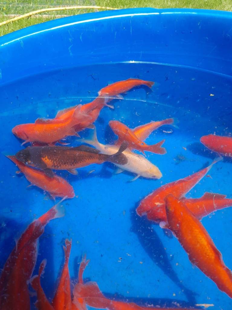 Goldfish for Sale