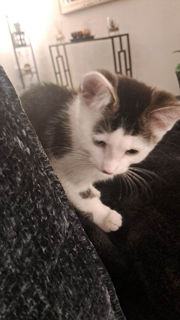 11 week old male kitten 