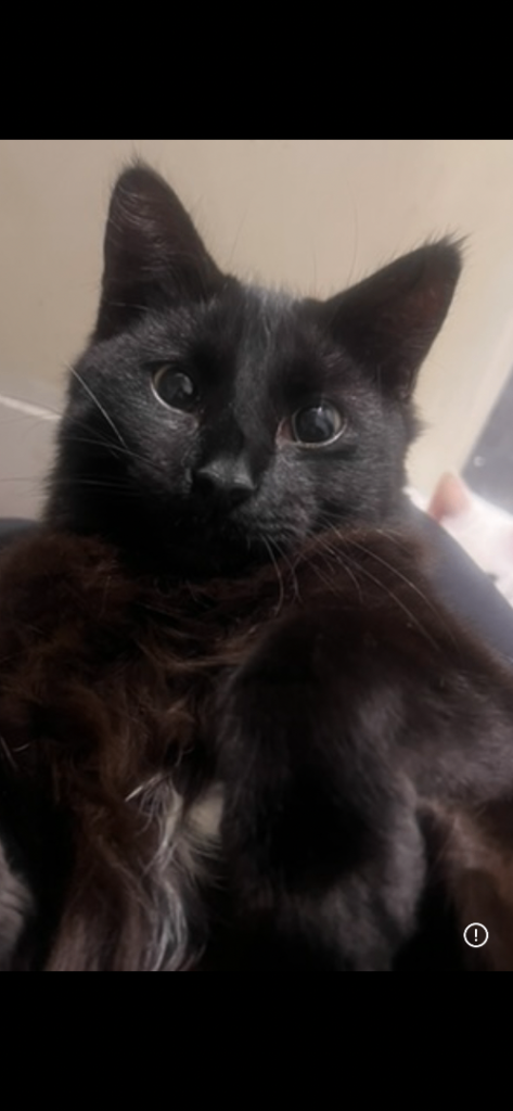 2 cats needing re-homing 