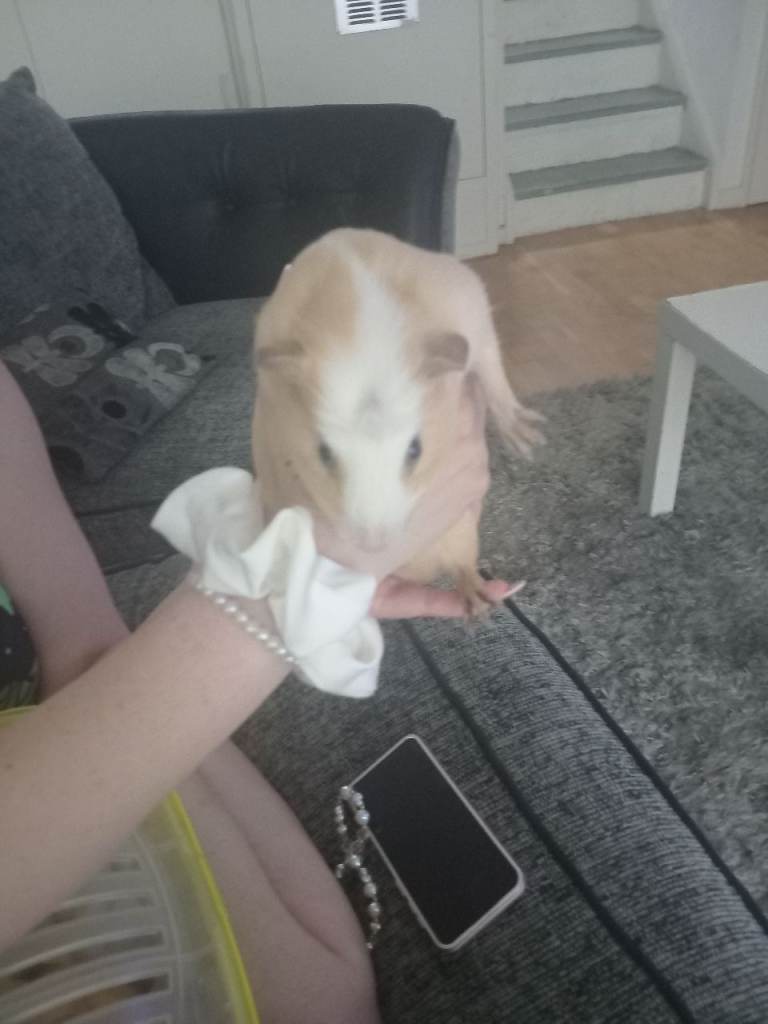 Male baby guinea pigs
