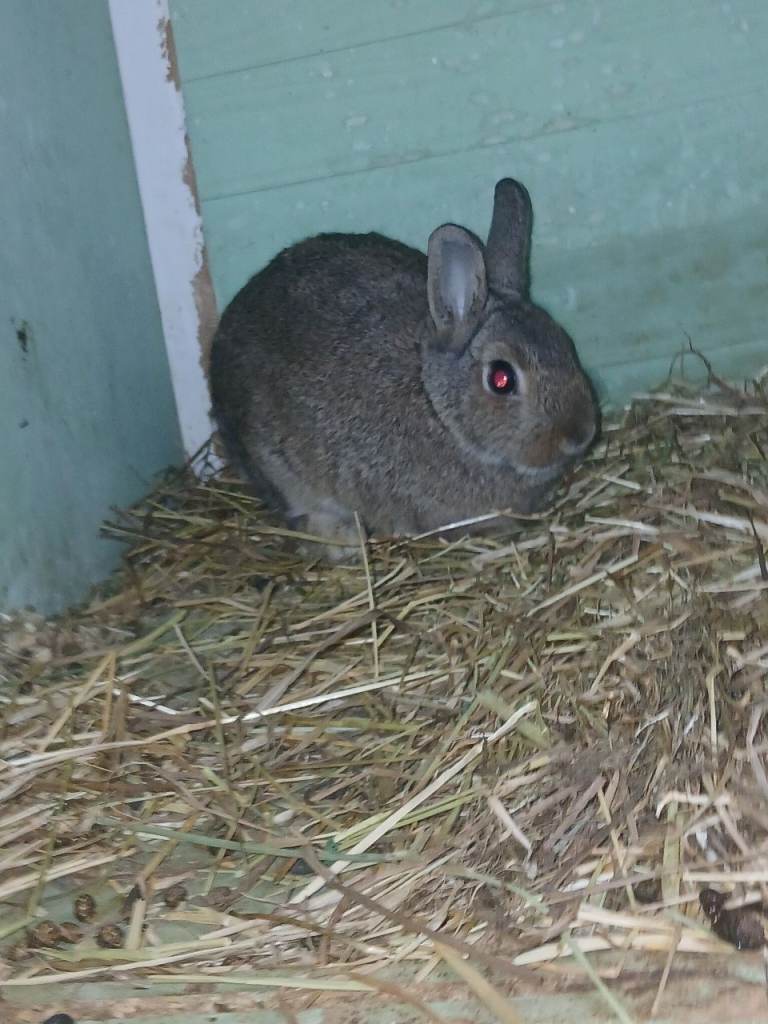 Rabbits