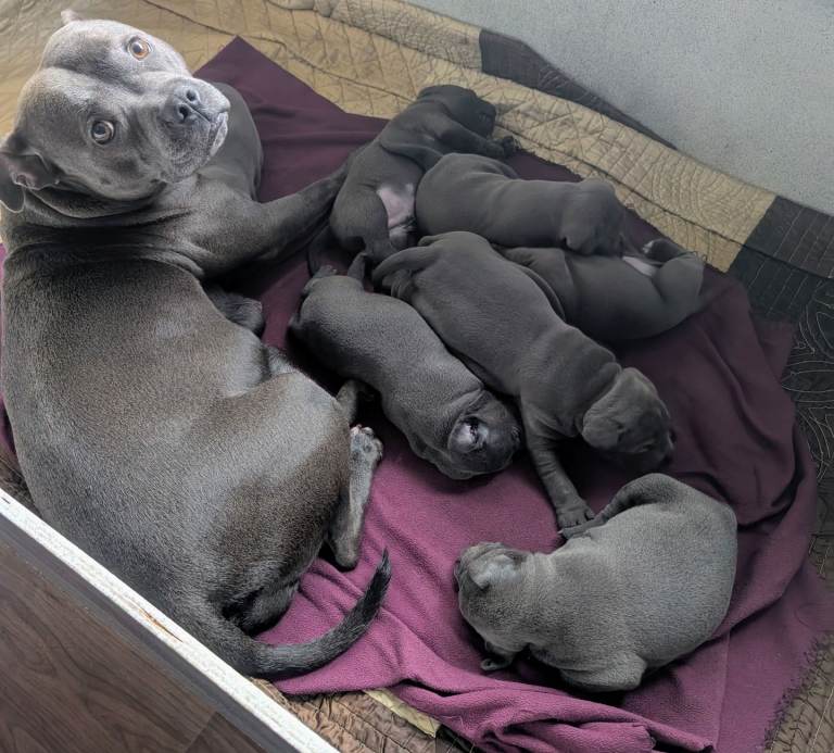 Blue Staffordshire bull terrier puppies 