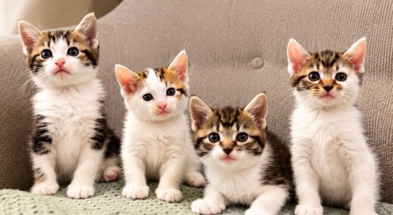 FREE STARTER PACK AND PRECIOUS KITTENS LOOKING FOR A HOME ♥️🐾