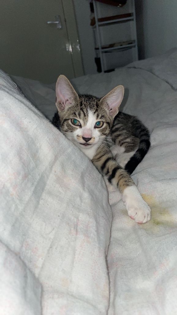 Two beautiful two and a half month old kittens ready for a new home 