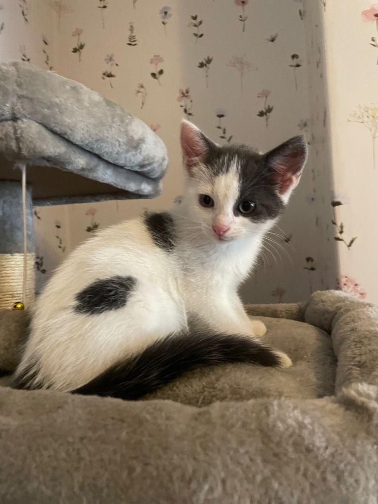 9 Week Old Kittens For Sale