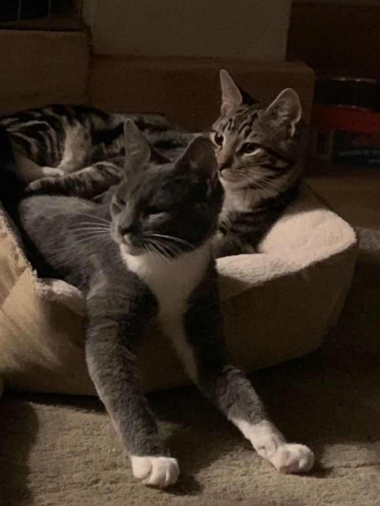 Half DSH/Maine Coon Cross. Dog Friendly!