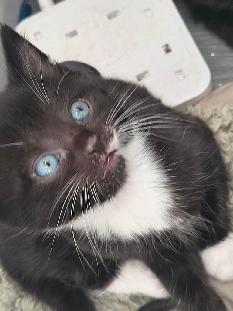 Kittens