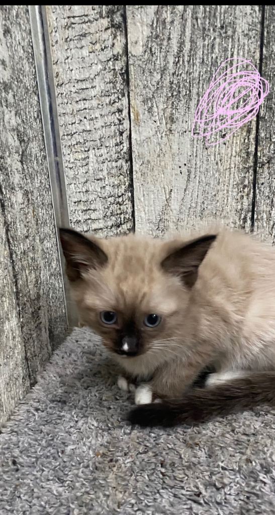 Kittens ready now