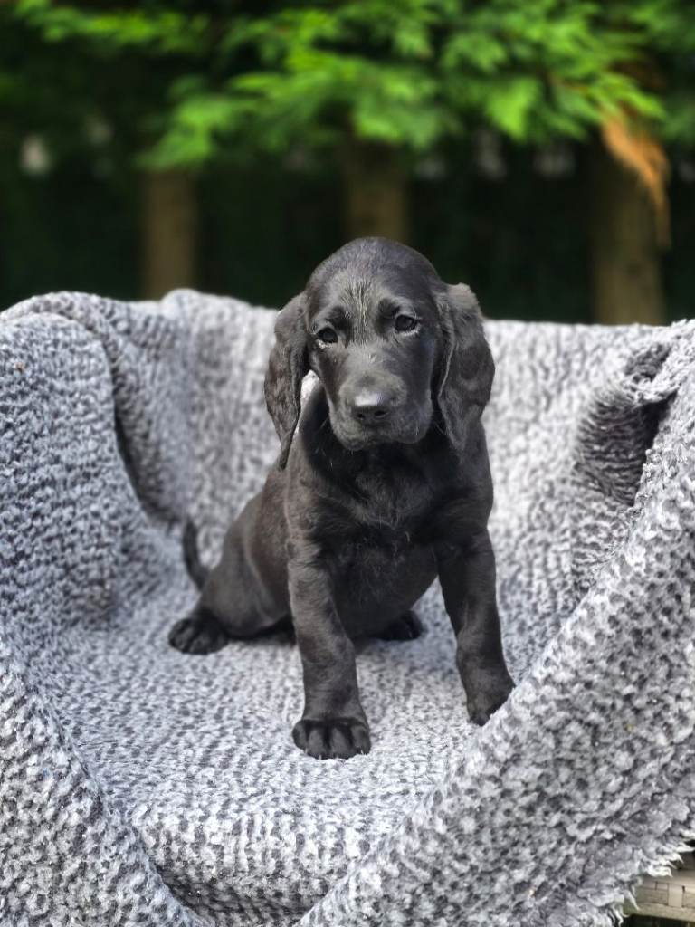 🐾 Beautiful Multi Black Wavy Fleece Labradoodle Puppies Family Raised Toilet Trained Vaccinated