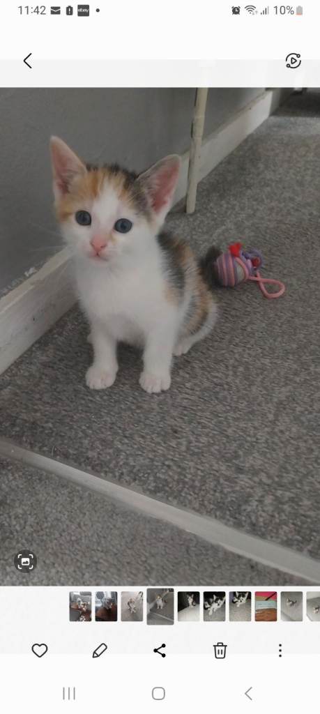 Kitten