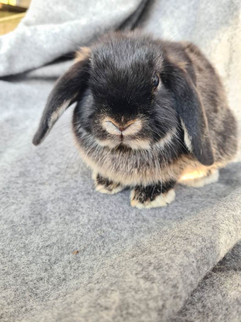 Mini lop #Netherland dwarfs 