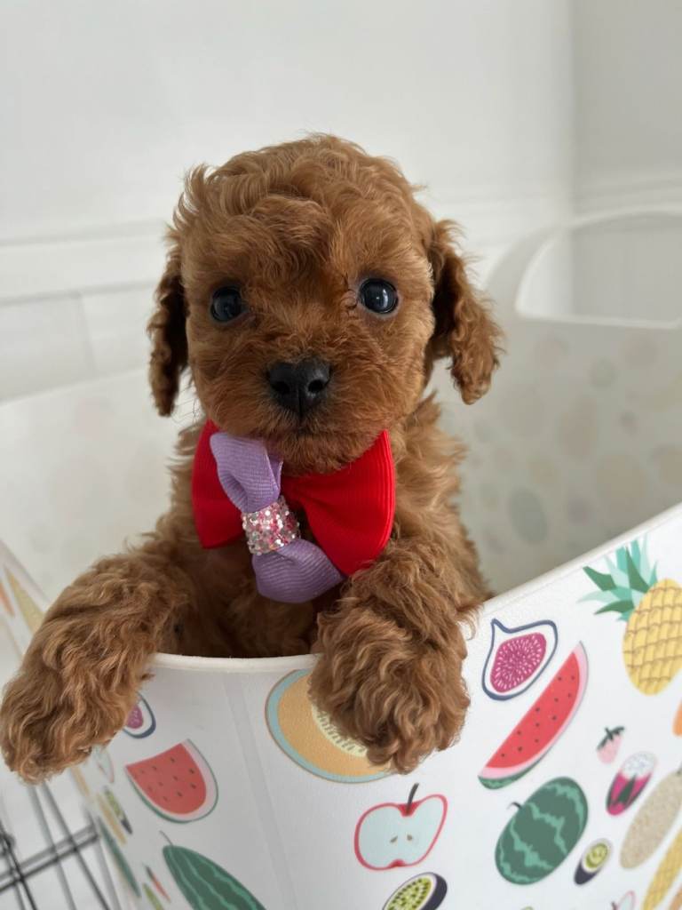 Very rare Asian poodle x cavapoo