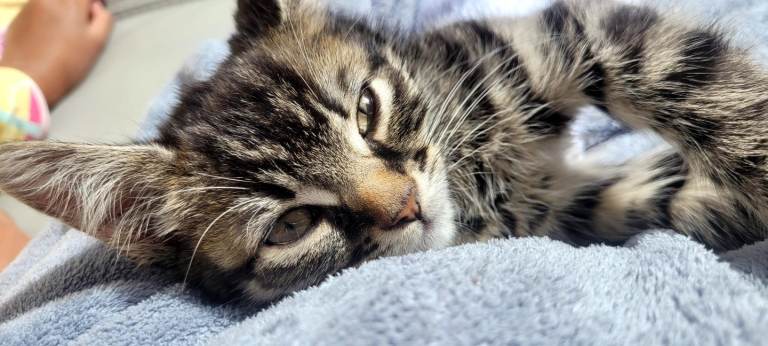 3 month old Kitten for sale
