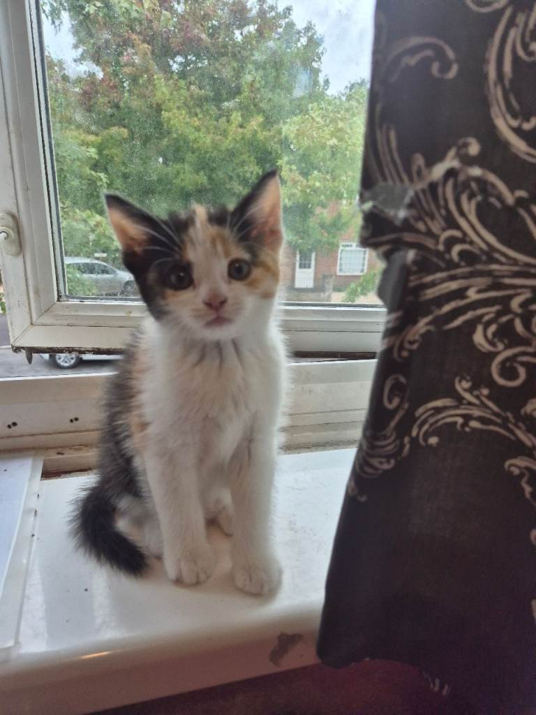 Mixed kittens