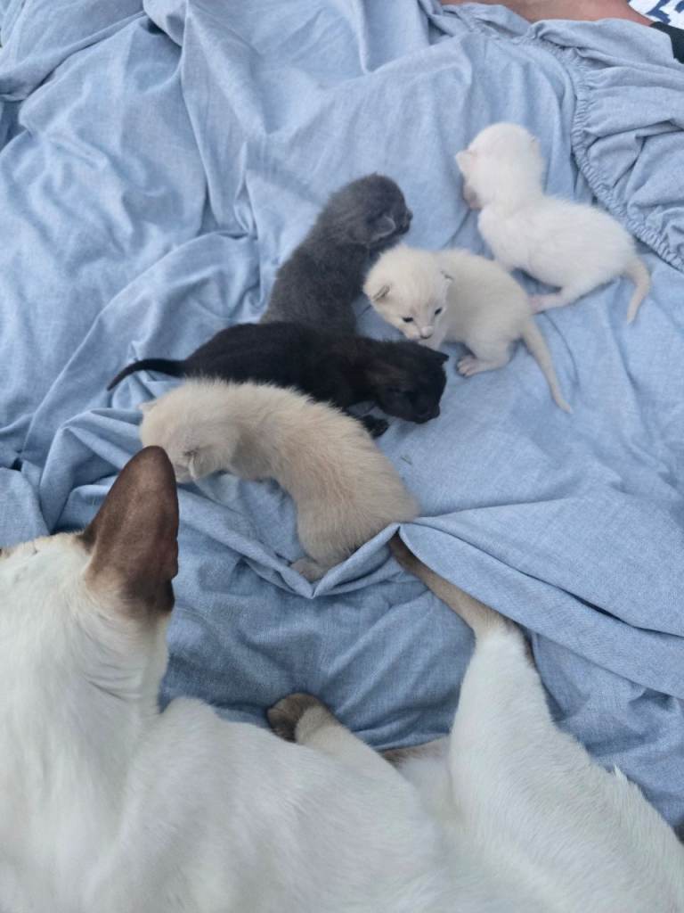 Shorthair siamese