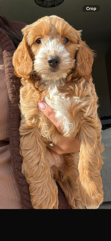 18 week old female cockapoo looking for a forever home