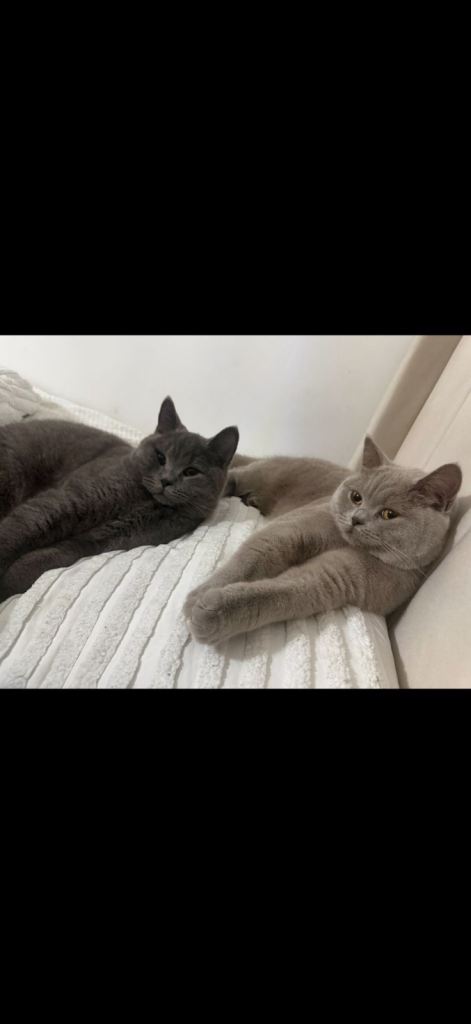 Male and Female British Shorthair *Package*