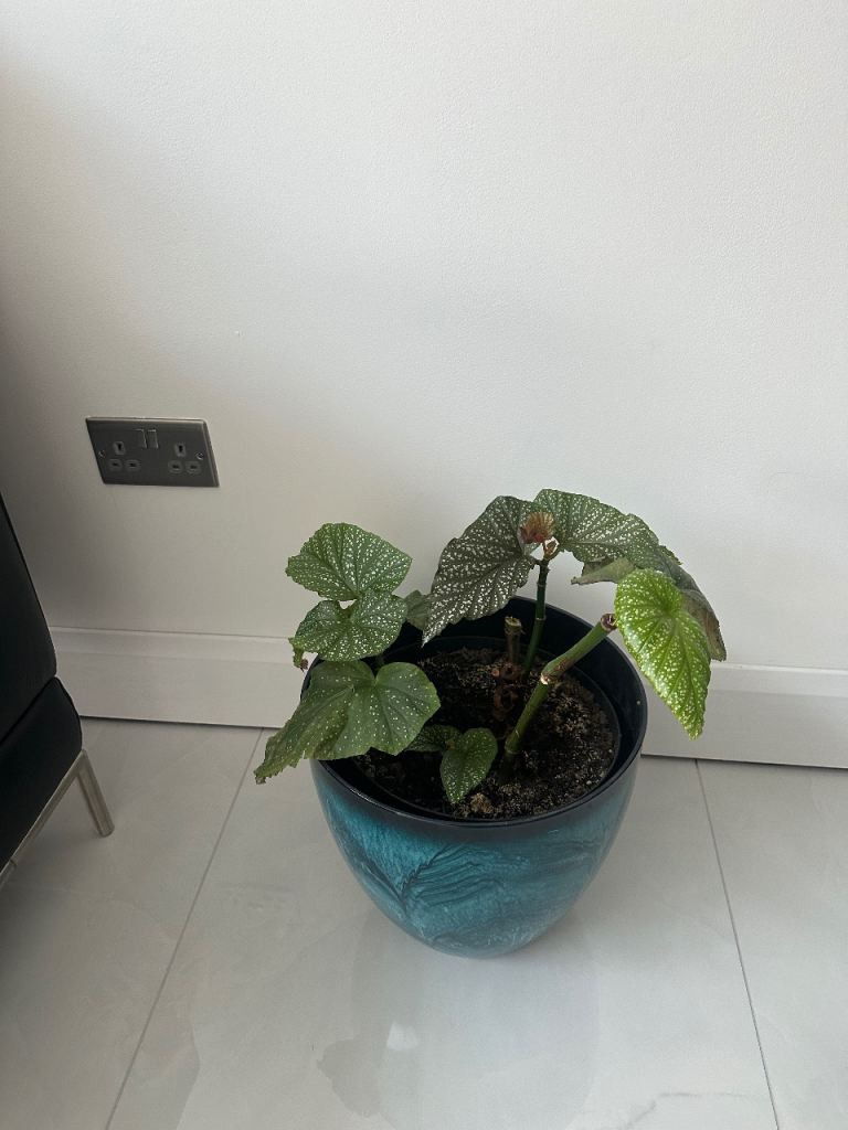 Plant, Angel wing begonia/Spotted begonia £15