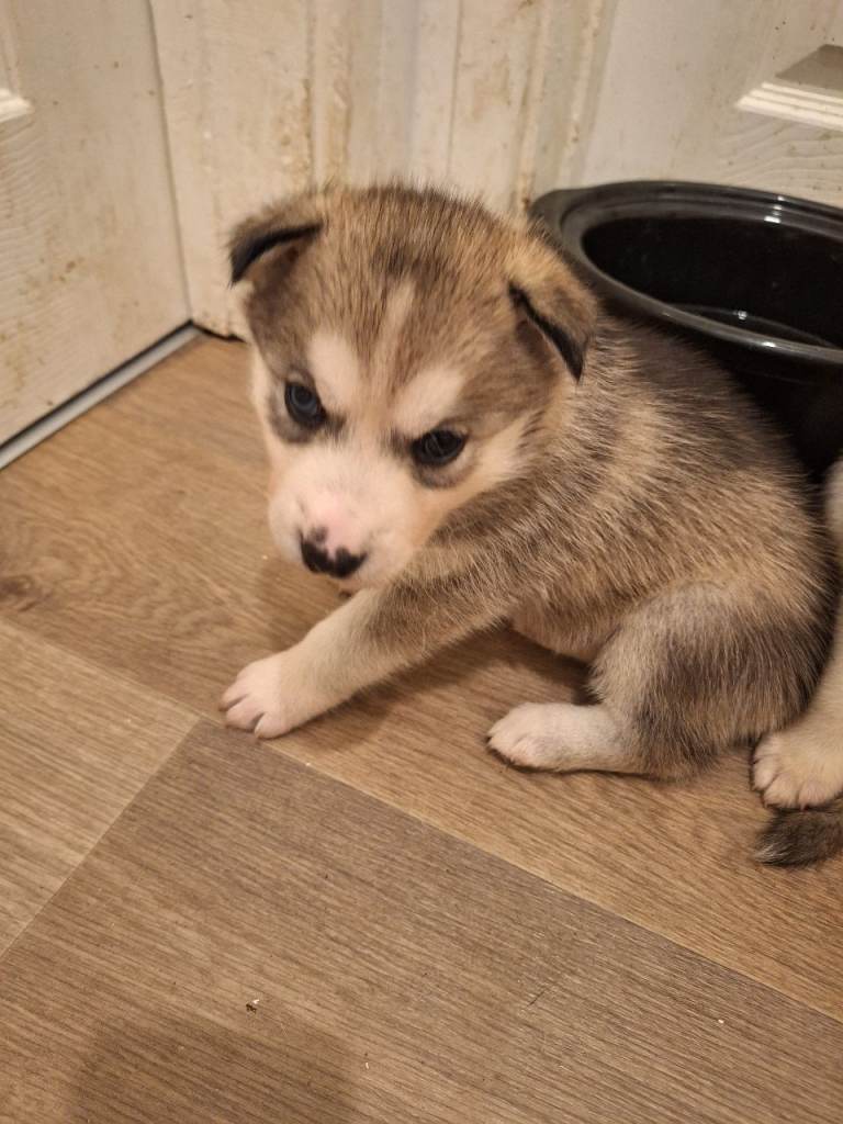 Husky puppies