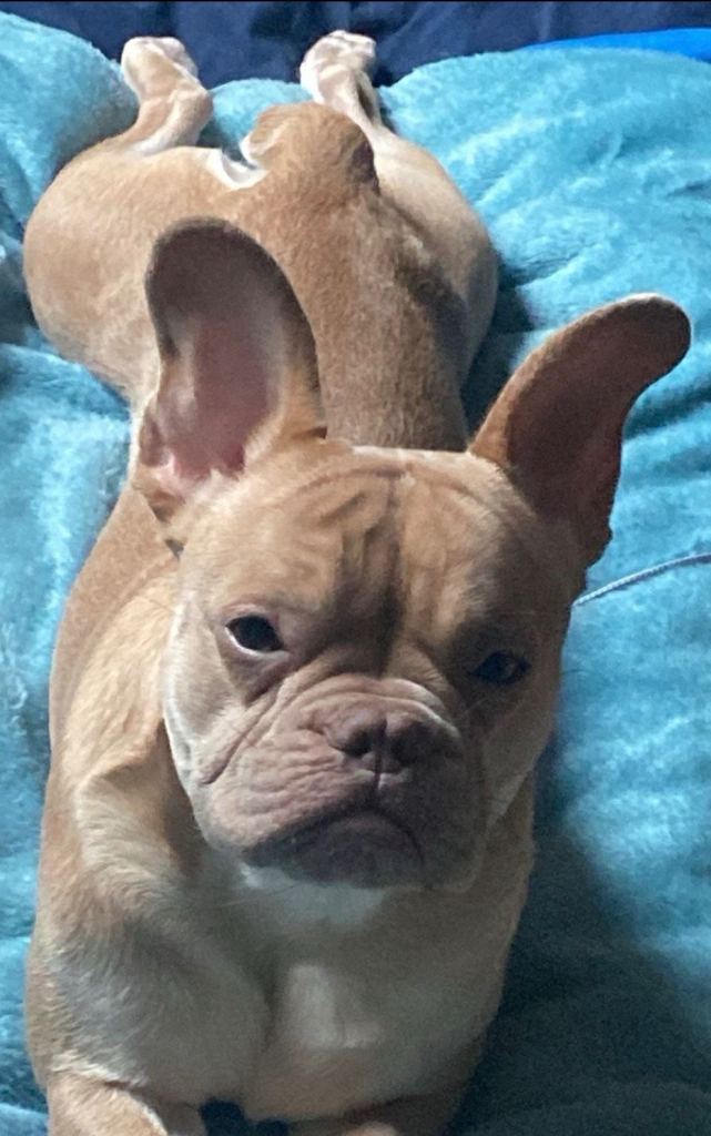 Frenchbulldog