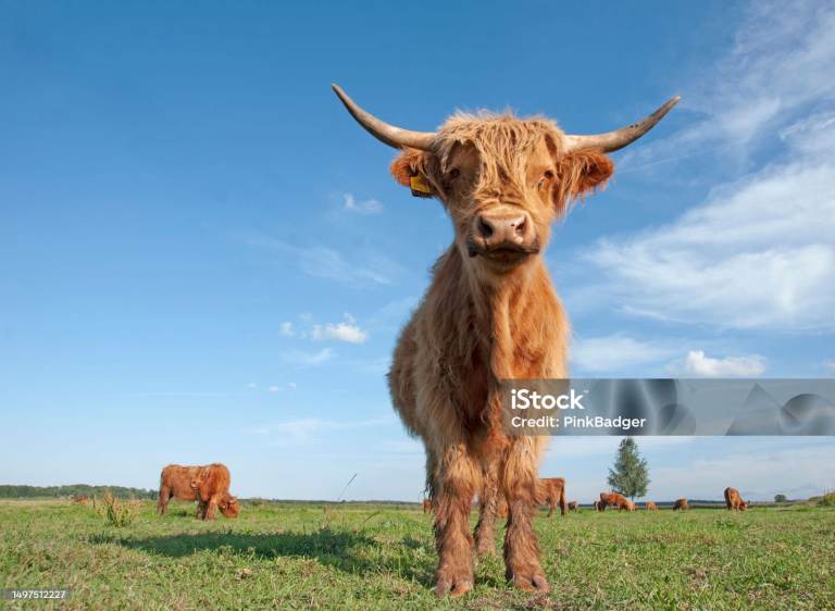 Metal shelving / racking wanted