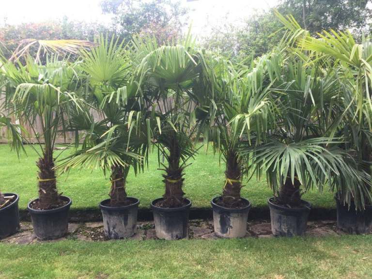 Last 6 Left. 8/9ft Trachycarpus Fortunei Palm Trees.