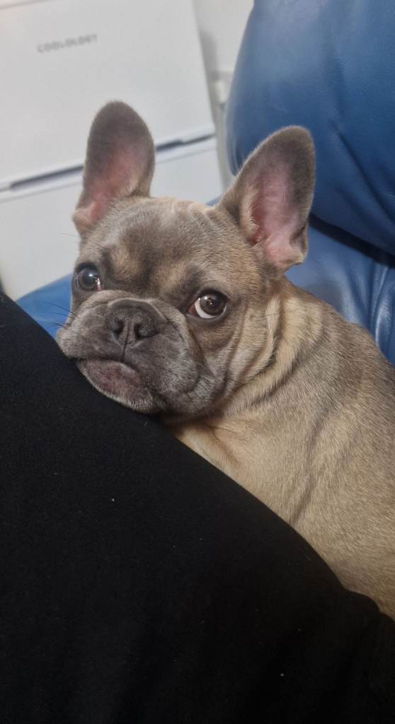 French Bulldog Puppy – Frankie – 6 Months Old
