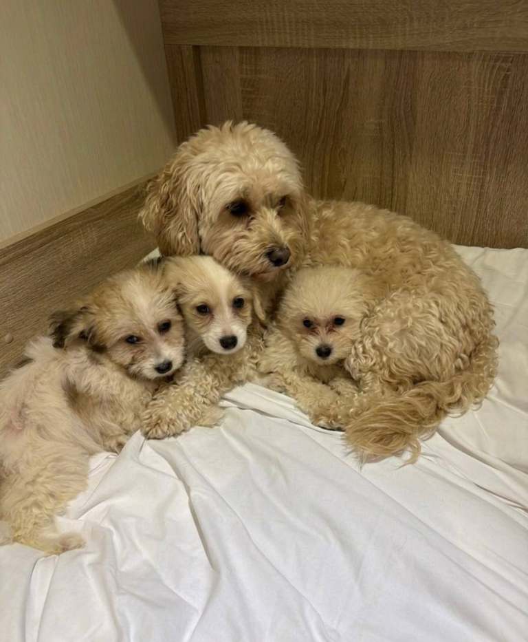 Beautiful multi pool puppies