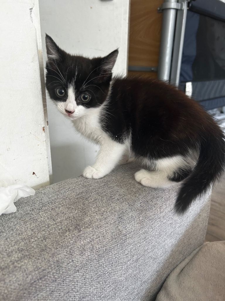 Kittens for sale 