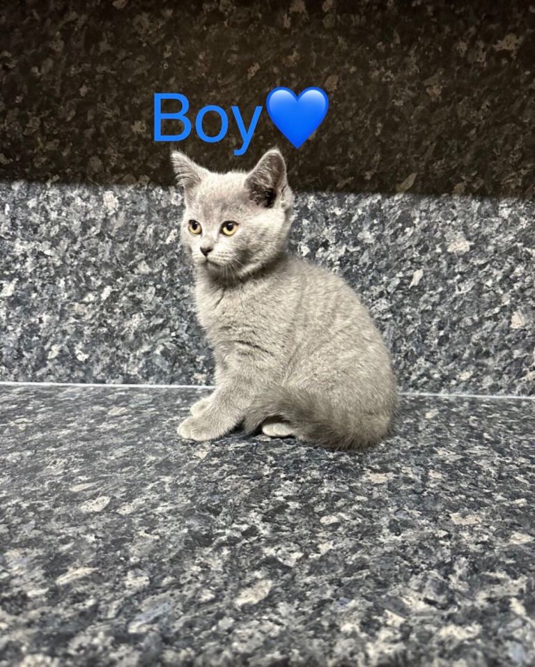 pedigree British shorthairs 💙1 boy Available.