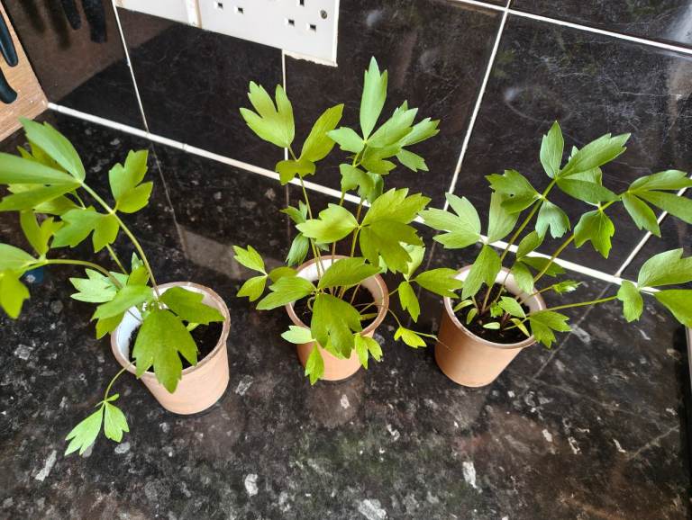 Lovage Herb/Lubczyk (Levisticum officinale)