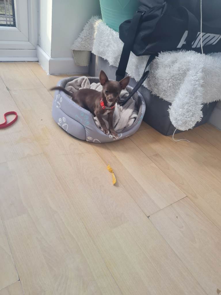 chihuahua for sale 3 month's old 