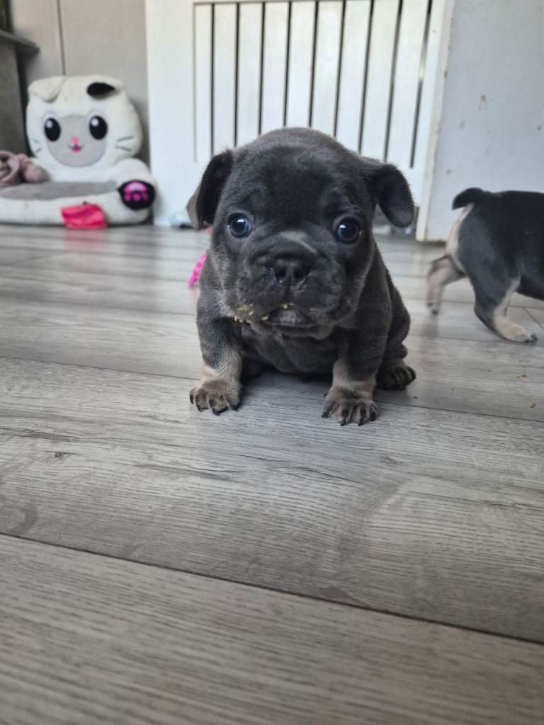 LAST MALE AVAILABLE DONT MISS OUT