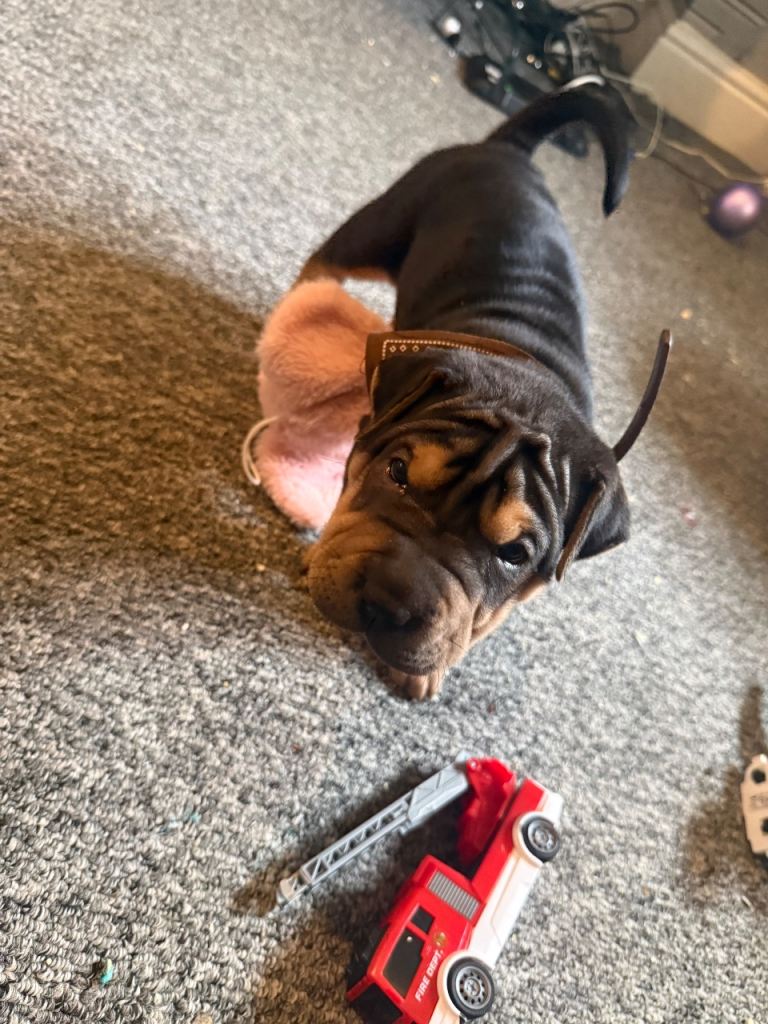 Half sharpie half rockwiler