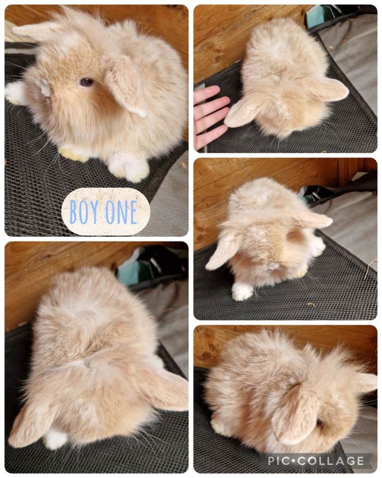 3 beautiful litter of mini lion x lionhead 