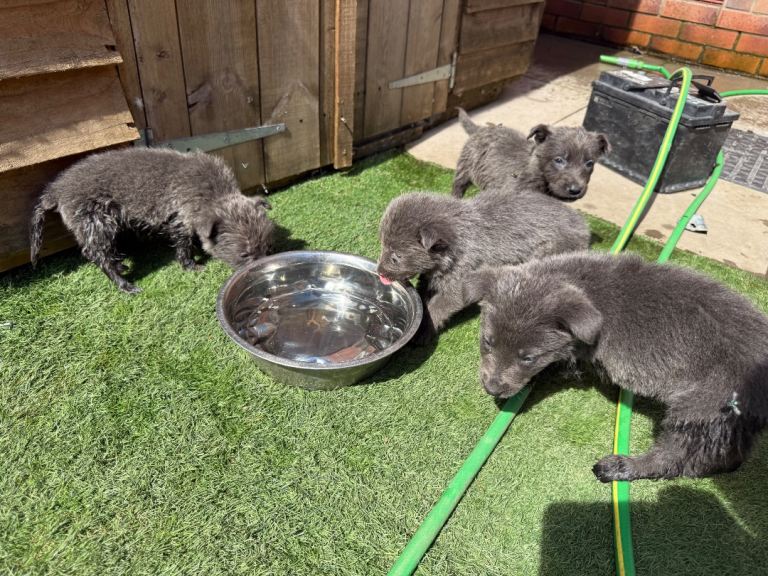  Blue German shepherd puppies 