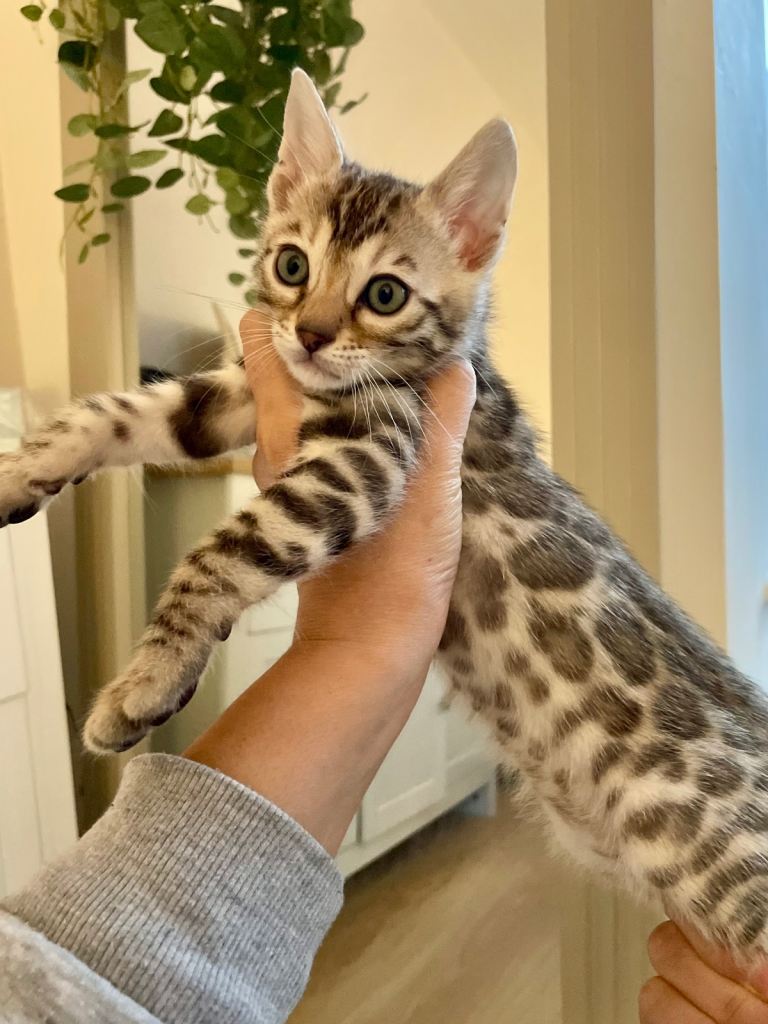 😻🔥Striking Tica Pedigree Mini Leapords🔥😻