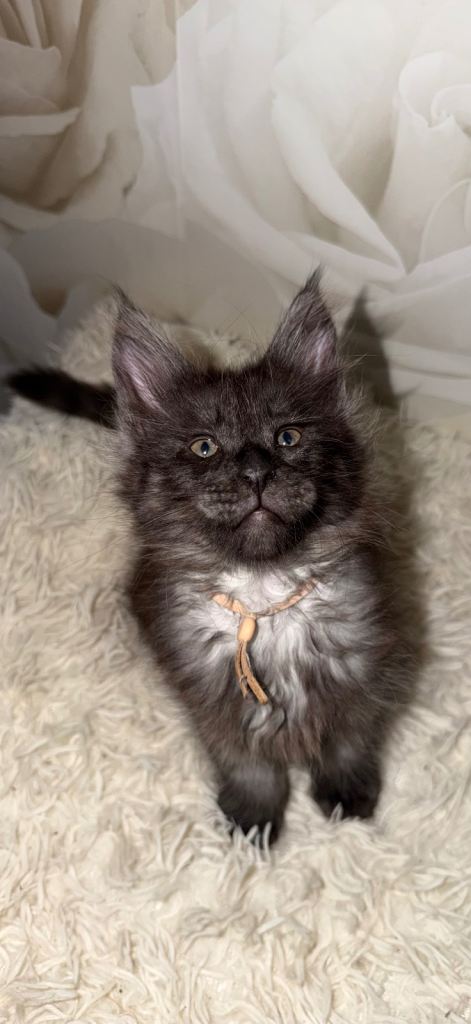 Maine coon kittens looking for their forever home 