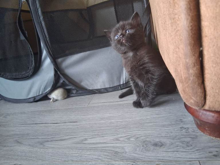 Kitten for sale 