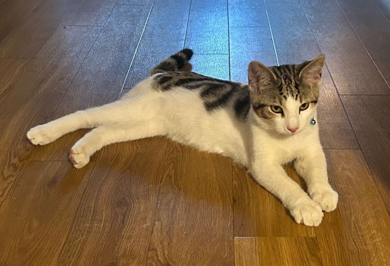The most friendliest kitten you’ll find 