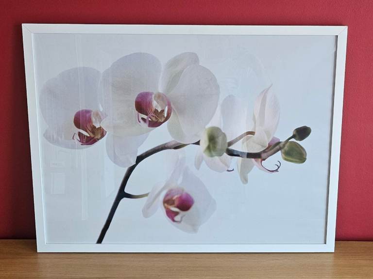Large Orchid Print in White Frame 