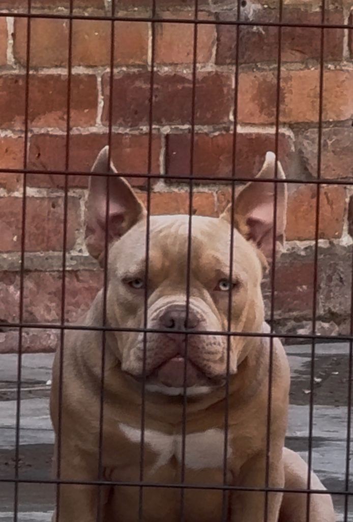 Micro American bully 