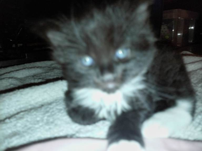 4 black & white kittens