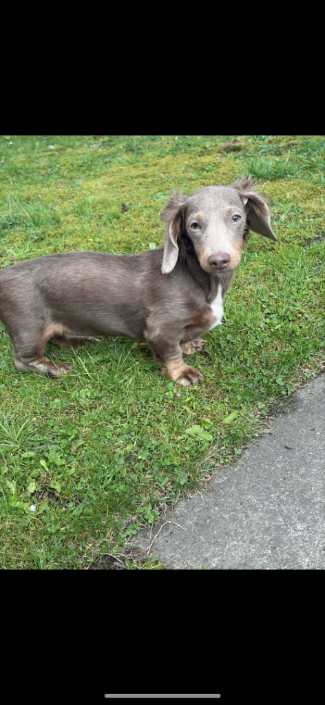 Longcoat female Dachund