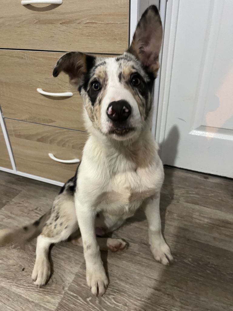 4 month male Merle collie puppy *REDUCED*