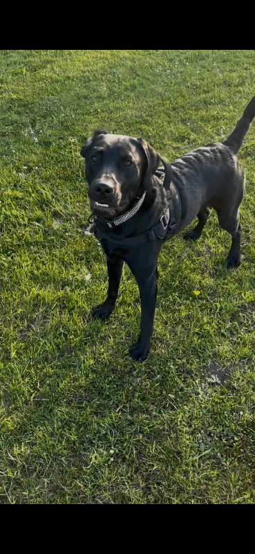 Male black Labrador 