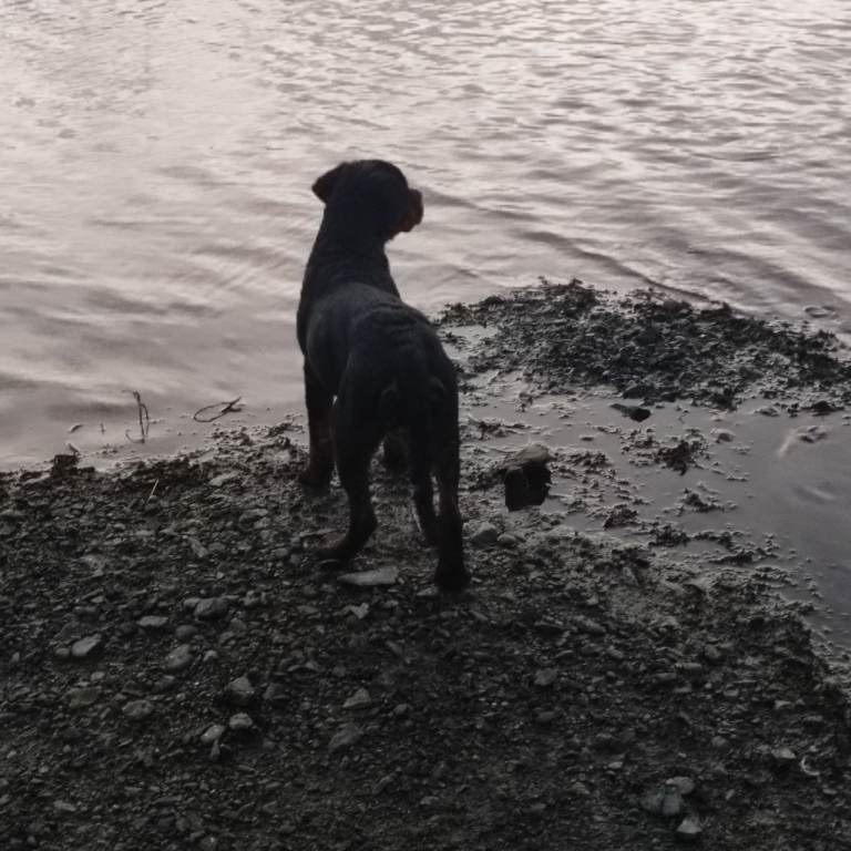 Rottweiler pups 4 months old | in Armagh, County Armagh | Gumtree