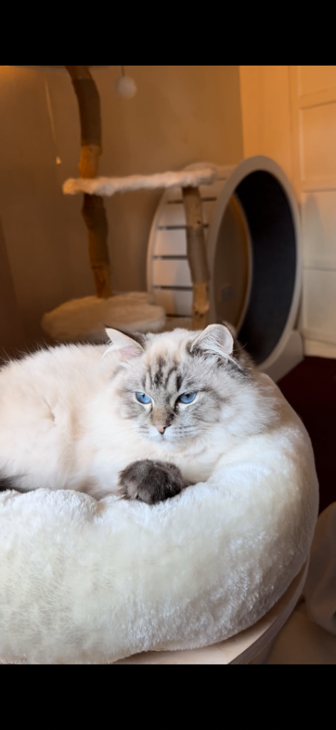 CAT TREE AND WHEEL COMBO